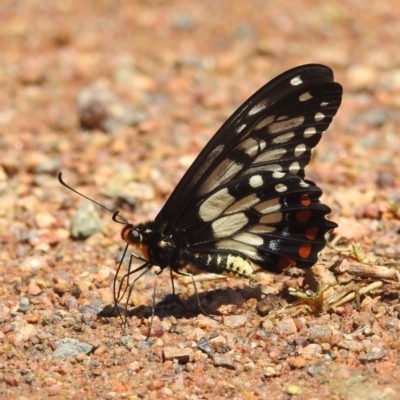 Papilio anactus (Dainty Swallowtail) at Kambah, ACT - 3 Feb 2022 by HelenCross