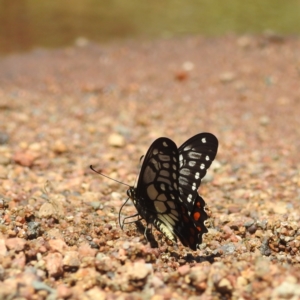 Papilio anactus at Kambah, ACT - 3 Feb 2022