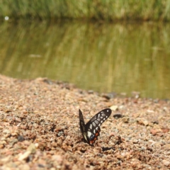 Papilio anactus at Kambah, ACT - 3 Feb 2022