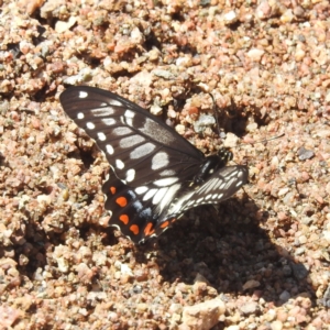 Papilio anactus at Kambah, ACT - 3 Feb 2022