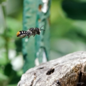 Megachile (Hackeriapis) oblonga at Page, ACT - 3 Feb 2022 01:17 PM