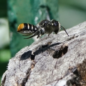 Megachile (Hackeriapis) oblonga at Page, ACT - 3 Feb 2022 01:17 PM