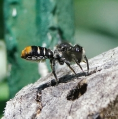 Megachile (Hackeriapis) oblonga at Page, ACT - 3 Feb 2022 01:17 PM