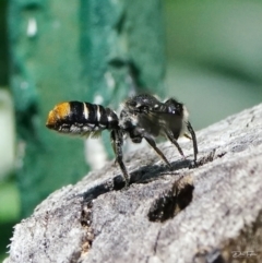 Megachile (Hackeriapis) oblonga at Page, ACT - 3 Feb 2022