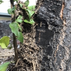 Papyrius nitidus (Shining Coconut Ant) at Gordon, ACT - 3 Feb 2022 by LisaB