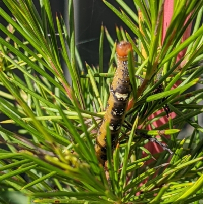 Oenochroma vinaria (Pink-bellied Moth, Hakea Wine Moth) at Albury - 3 Feb 2022 by ChrisAllen