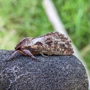 Elhamma australasiae at Bandiana, VIC - 3 Feb 2022 10:19 AM