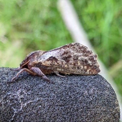 Elhamma australasiae (A Swift or Ghost moth (Hepialidae)) at Bandiana, VIC - 3 Feb 2022 by ChrisAllen