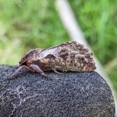 Unidentified Swift and Ghost moth (Hepialidae) (TBC) at Bandiana, VIC - 2 Feb 2022 by ChrisAllen