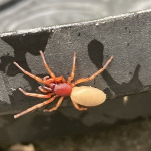 Dysdera crocata at Campbell, ACT - 1 Feb 2022