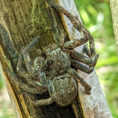 Isopedella sp. (genus) (Isopedella huntsman) at Wodonga Regional Park - 2 Feb 2022 by ChrisAllen