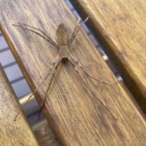 Deinopidae (family) at Campbell, ACT - 3 Feb 2022