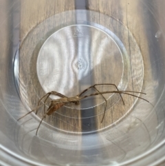 Deinopidae (family) at Campbell, ACT - 3 Feb 2022