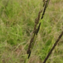 Sporobolus creber (Slender Rat's Tail Grass) at Hawker, ACT - 27 Jan 2022 by pinnaCLE