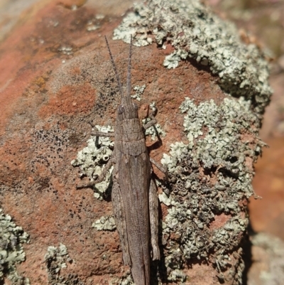 Coryphistes ruricola (Bark-mimicking Grasshopper) at Nicholls, ACT - 3 Feb 2022 by Kym