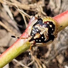 Anischys sp. (genus) (Unidentified Anischys bug) at Molonglo Valley, ACT - 3 Feb 2022 by tpreston