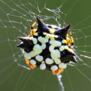 Austracantha minax at Stromlo, ACT - 3 Feb 2022