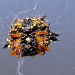 Austracantha minax at Stromlo, ACT - 3 Feb 2022