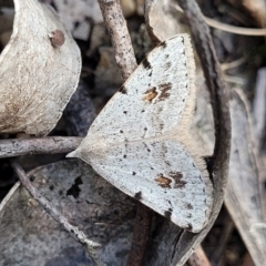 Dichromodes estigmaria (Pale Grey Heath Moth) at Molonglo Valley, ACT - 3 Feb 2022 by trevorpreston