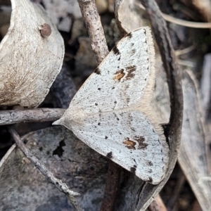 Dichromodes estigmaria at Molonglo Valley, ACT - 3 Feb 2022