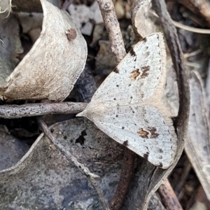 Dichromodes estigmaria at Molonglo Valley, ACT - 3 Feb 2022