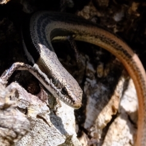 Morethia boulengeri at Stromlo, ACT - 3 Feb 2022