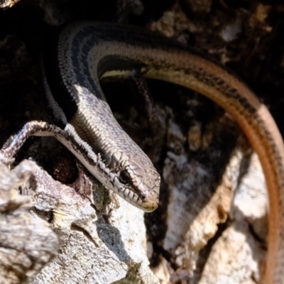 Morethia boulengeri (Boulenger's Skink) at Woodstock Nature Reserve - 3 Feb 2022 by Kurt