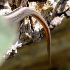 Morethia boulengeri at Stromlo, ACT - 3 Feb 2022