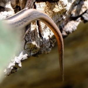 Morethia boulengeri at Stromlo, ACT - 3 Feb 2022