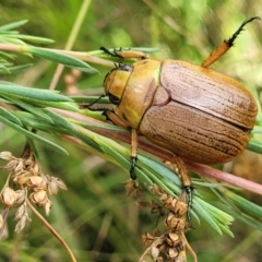 Anoplognathus brunnipennis (Green-tailed Christmas beetle) at Block 402 - 3 Feb 2022 by trevorpreston