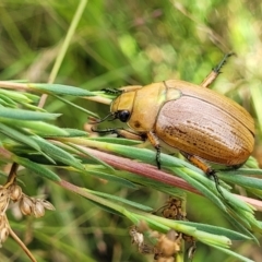 Anoplognathus brunnipennis at Denman Prospect, ACT - 3 Feb 2022