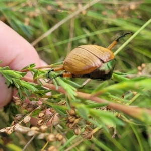 Anoplognathus brunnipennis at Denman Prospect, ACT - 3 Feb 2022