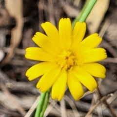 Unverified Daisy at Molonglo Valley, ACT - 3 Feb 2022 by trevorpreston