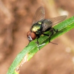 Lucilia sp. (genus) (A blowfly) at Block 402 - 3 Feb 2022 by trevorpreston
