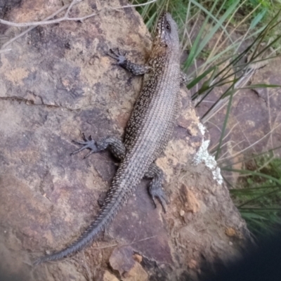 Egernia cunninghami (Cunningham's Skink) at Woodstock Nature Reserve - 3 Feb 2022 by Kurt