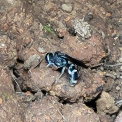 Turneromyia sp. (genus) (Zebra spider wasp) at Molonglo Valley, ACT - 3 Feb 2022 by trevorpreston