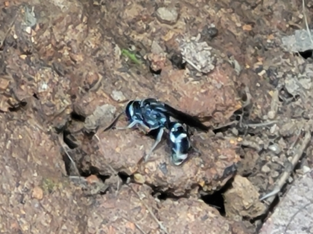 Turneromyia sp. (genus) at Molonglo Valley, ACT - 3 Feb 2022