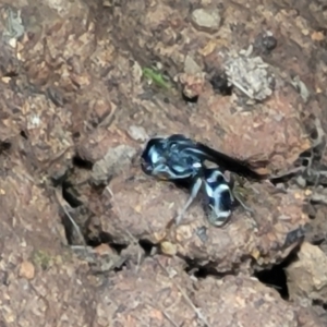 Turneromyia sp. (genus) at Molonglo Valley, ACT - 3 Feb 2022