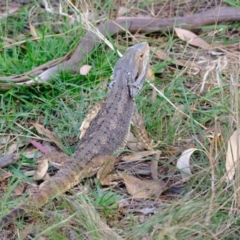 Pogona barbata (Eastern Bearded Dragon) at Coree, ACT - 3 Feb 2022 by Kurt