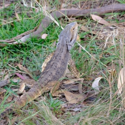 Pogona barbata (Eastern Bearded Dragon) at Coree, ACT - 3 Feb 2022 by Kurt