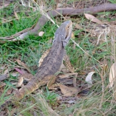 Pogona barbata (Bearded Dragon) at Woodstock Nature Reserve - 3 Feb 2022 by Kurt