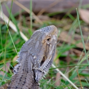 Pogona barbata at Coree, ACT - 3 Feb 2022