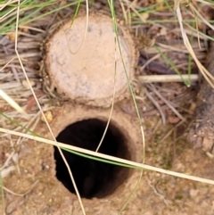 Portacosa cinerea (Grey wolf spider) at Block 402 - 3 Feb 2022 by trevorpreston