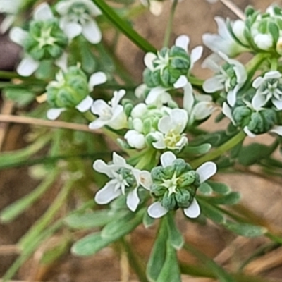 Poranthera microphylla (Small Poranthera) at Molonglo Valley, ACT - 3 Feb 2022 by trevorpreston