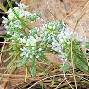 Poranthera microphylla at Molonglo Valley, ACT - 3 Feb 2022