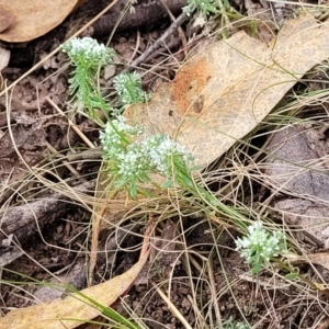 Poranthera microphylla at Molonglo Valley, ACT - 3 Feb 2022 04:44 PM