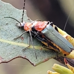 Chauliognathus tricolor (Tricolor soldier beetle) at Denman Prospect 2 Estate Deferred Area (Block 12) - 3 Feb 2022 by tpreston