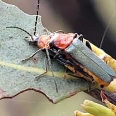 Chauliognathus tricolor (Tricolor soldier beetle) at Molonglo Valley, ACT - 3 Feb 2022 by trevorpreston