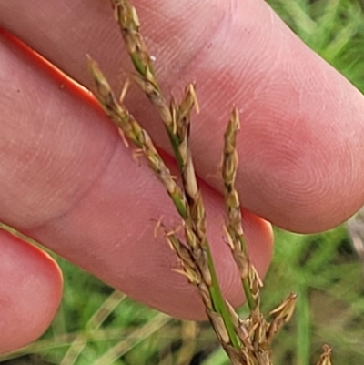 Lepidosperma laterale (Variable Sword Sedge) at Molonglo Valley, ACT - 3 Feb 2022 by trevorpreston