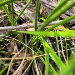 Lepidosperma laterale at Molonglo Valley, ACT - 3 Feb 2022